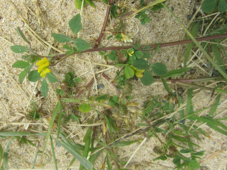 Medicago littoralis Rohde ex Loisel., 1810