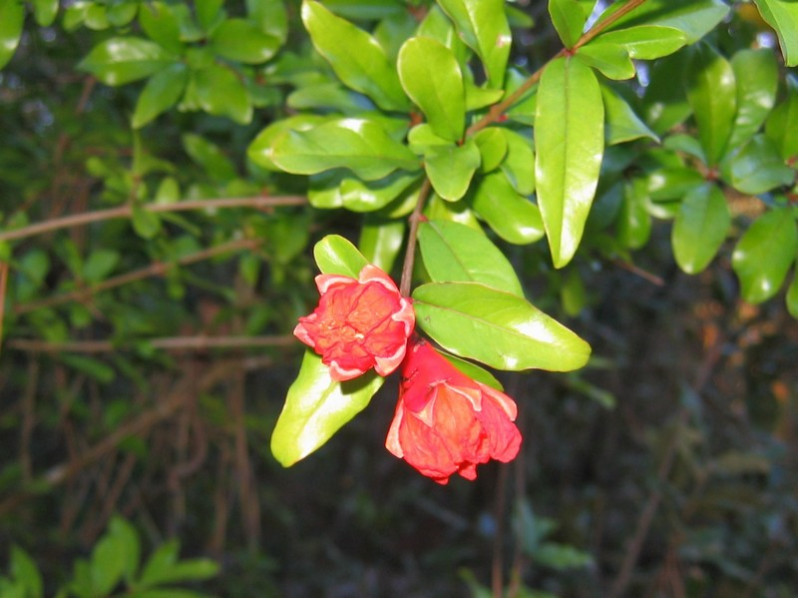 Punica granatum L., 1753