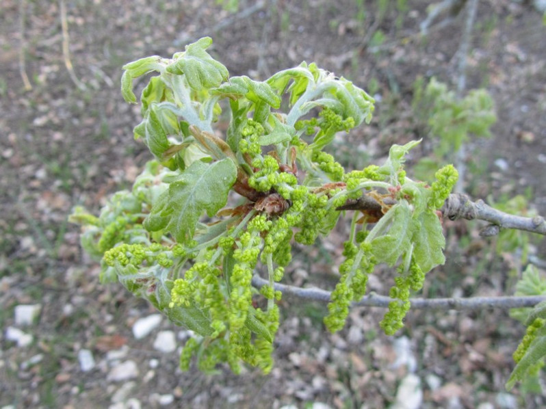 Quercus cerris L., 1753
