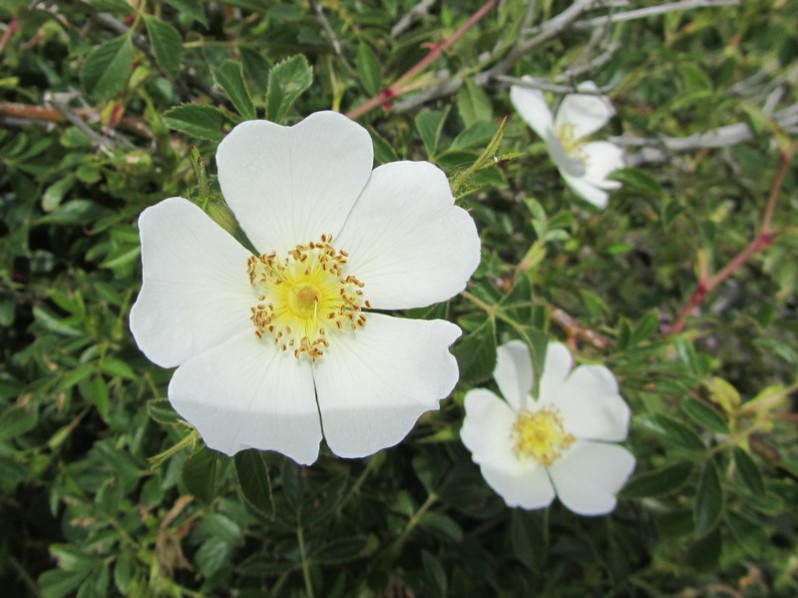 Rosa agrestis Savi, 1798