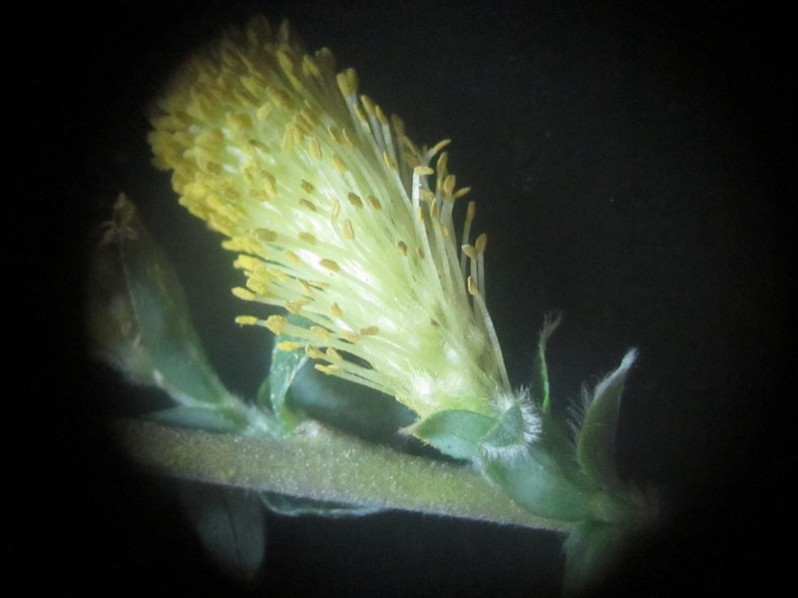 Salix repens var. dunensis (Rouy) P.Fourn., 1935