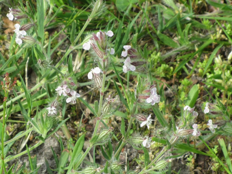 Silene gallica L., 1753