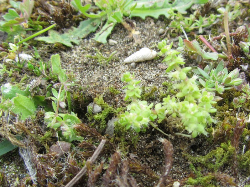 Valantia muralis L., 1753