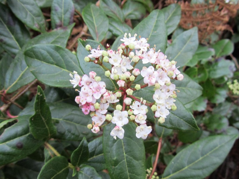 Viburnum tinus L., 1753