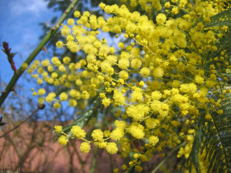Acacia dealbata Link, 1822
