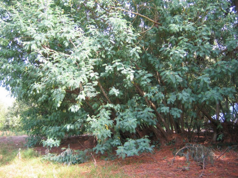 Acacia dealbata Link, 1822