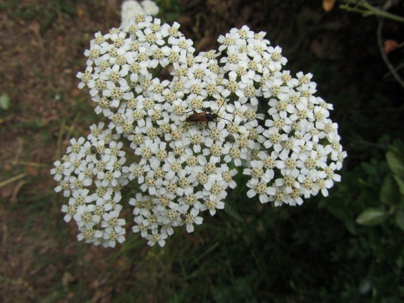 Fleurs d'Achillea millefolium