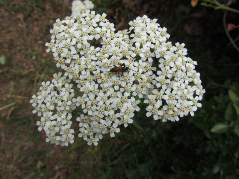 Fleurs d'Achillea millefolium L., 1753
