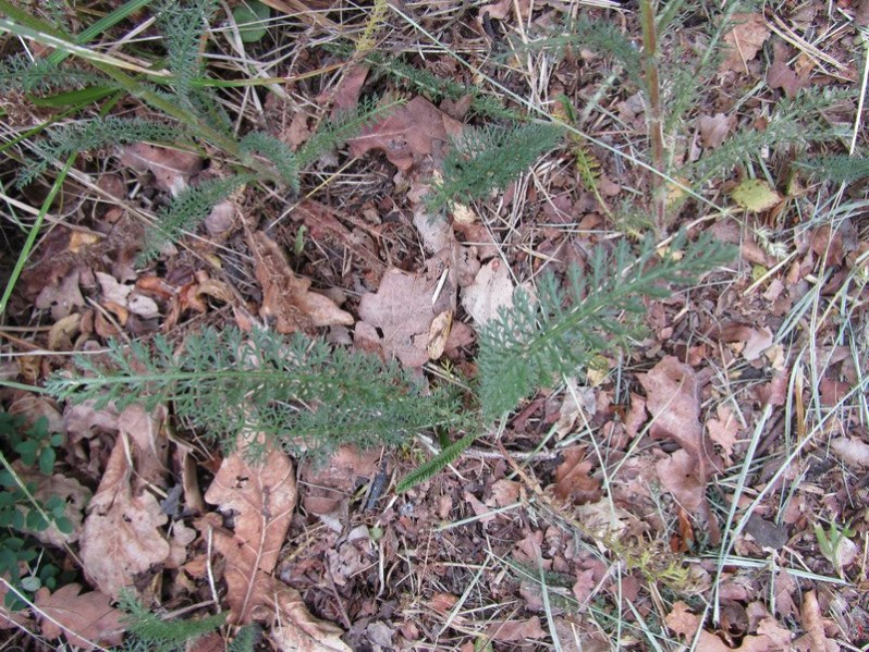 Feuilles d'Achillea millefolium