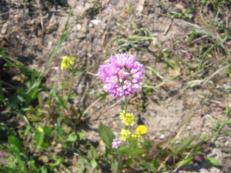 Allium roseum L., 1753
