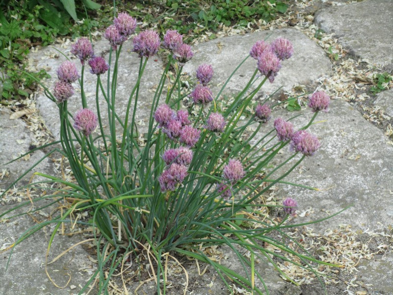 Allium sphaerocephalon L., 1753