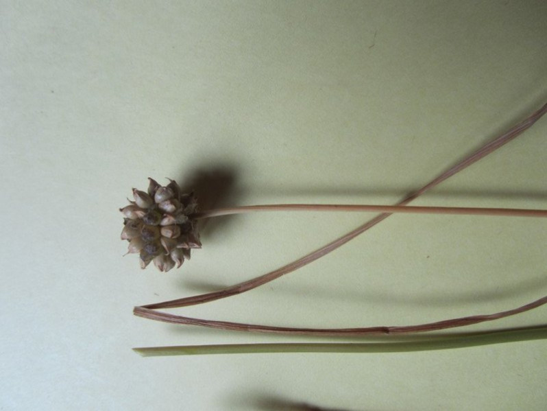 Allium vineale L., 1753