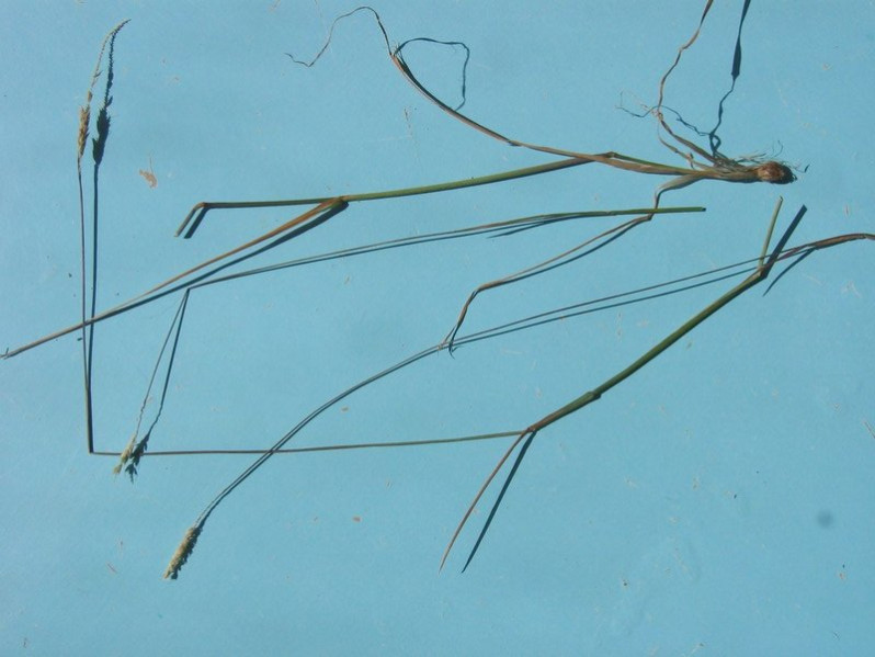 Alopecurus bulbosus Gouan, 1762