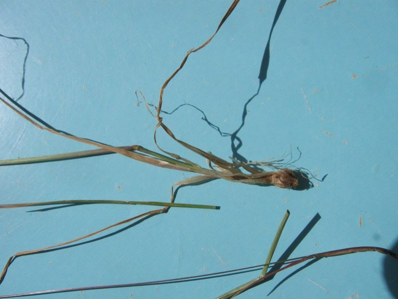 Alopecurus bulbosus Gouan, 1762