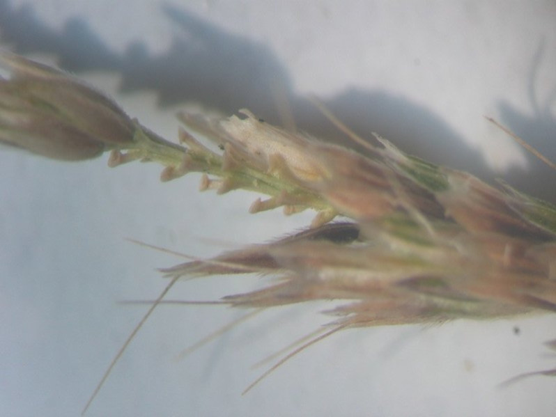 Alopecurus bulbosus Gouan, 1762