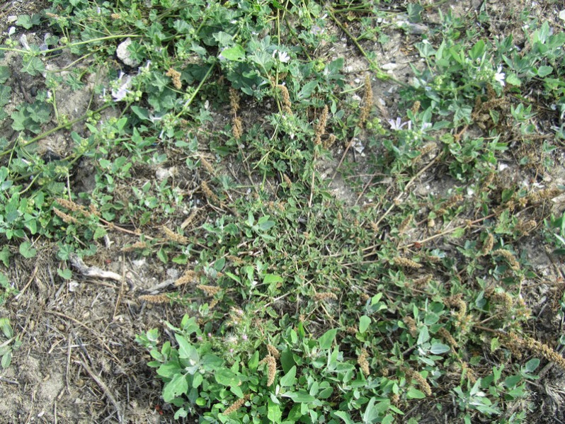 Amaranthus deflexus L., 1771