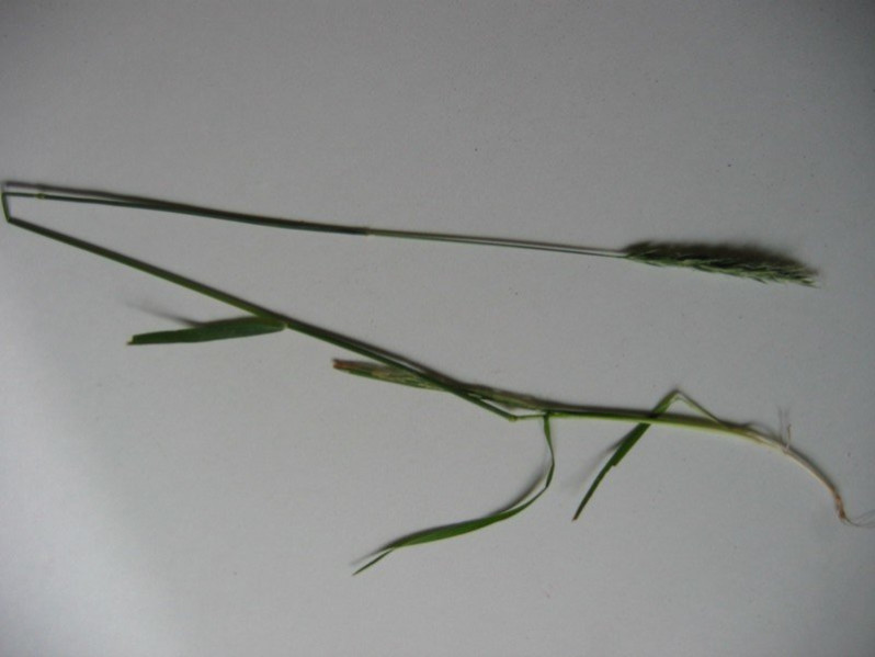 Anthoxanthum odoratum L., 1753