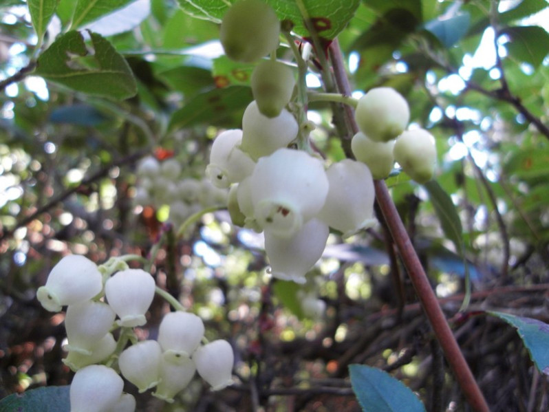 Arbutus unedo L., 1753
