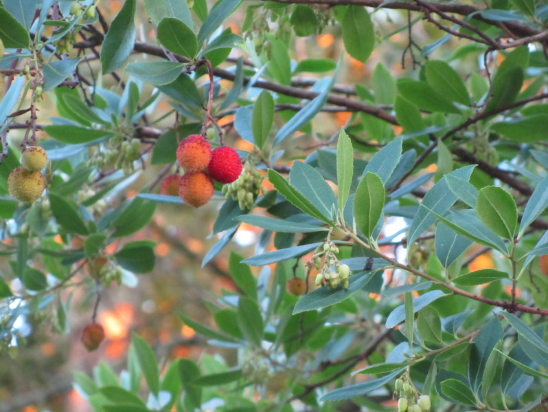 Arbutus unedo L., 1753