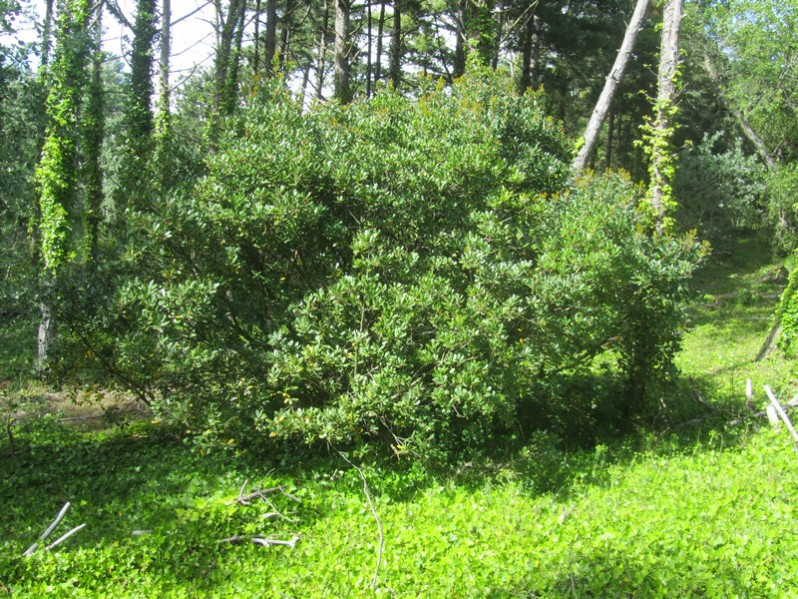 Arbutus unedo L., 1753