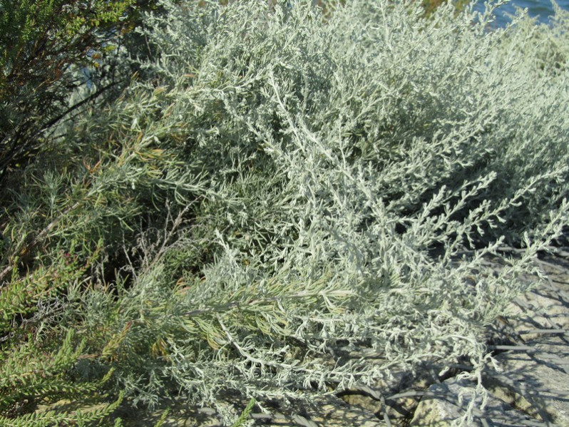 Artemisia maritima L., 1753