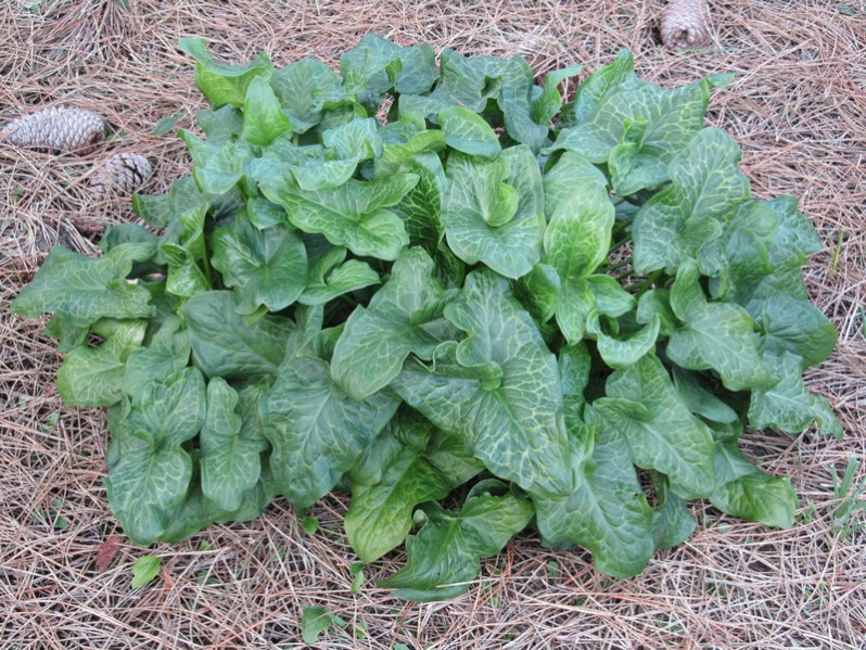Arum italicum Mill., 1768