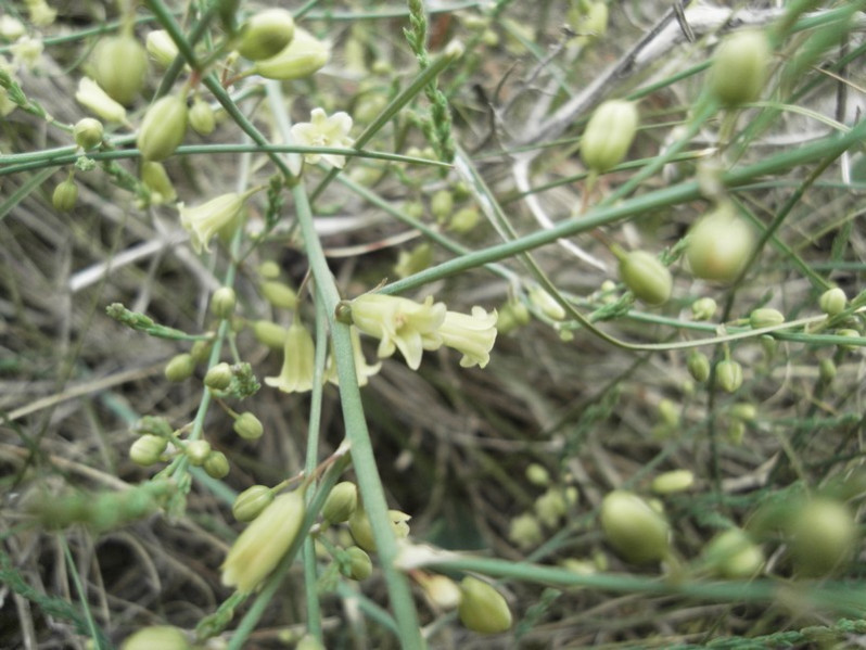 Asparagus officinalis subsp. prostatus (Dumort.) Corb., 1814 en fleurs