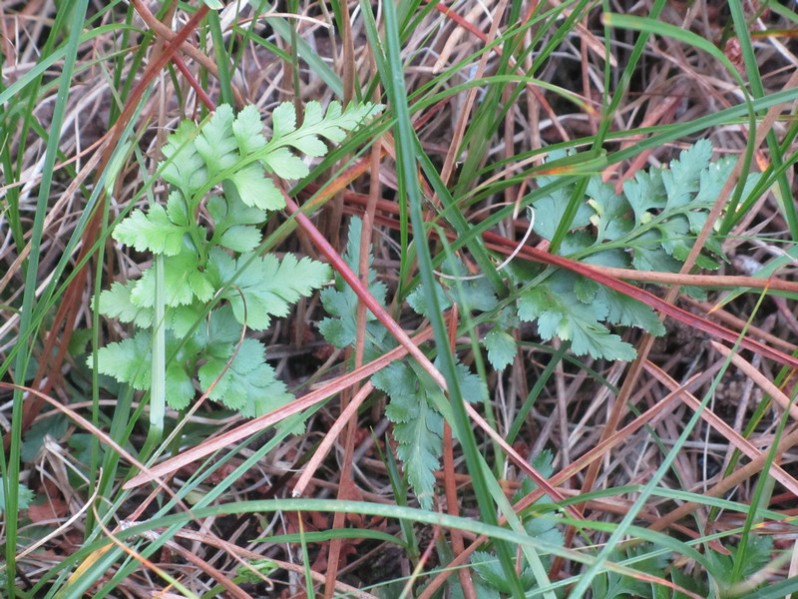 Asplenium adiantum-nigrum L., 1753
