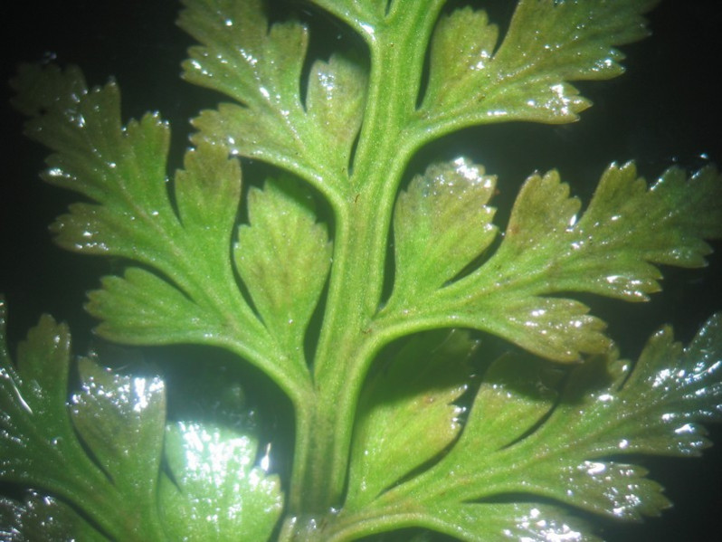 Asplenium adiantum-nigrum L., 1753
