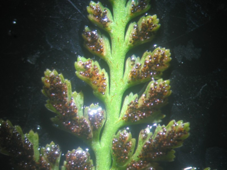 Asplenium adiantum-nigrum L., 1753