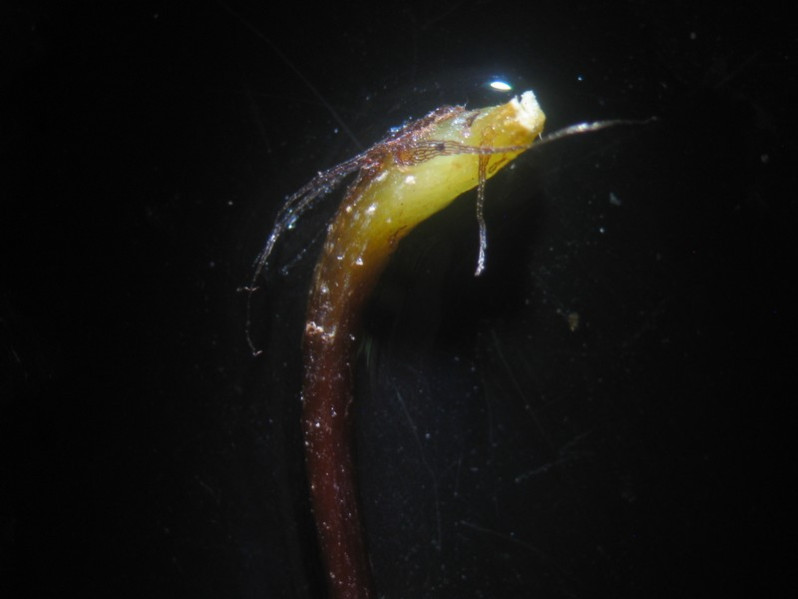 Asplenium adiantum-nigrum L., 1753