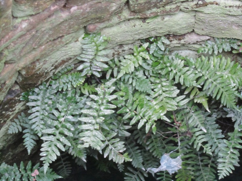 Asplenium marinum L., 1753