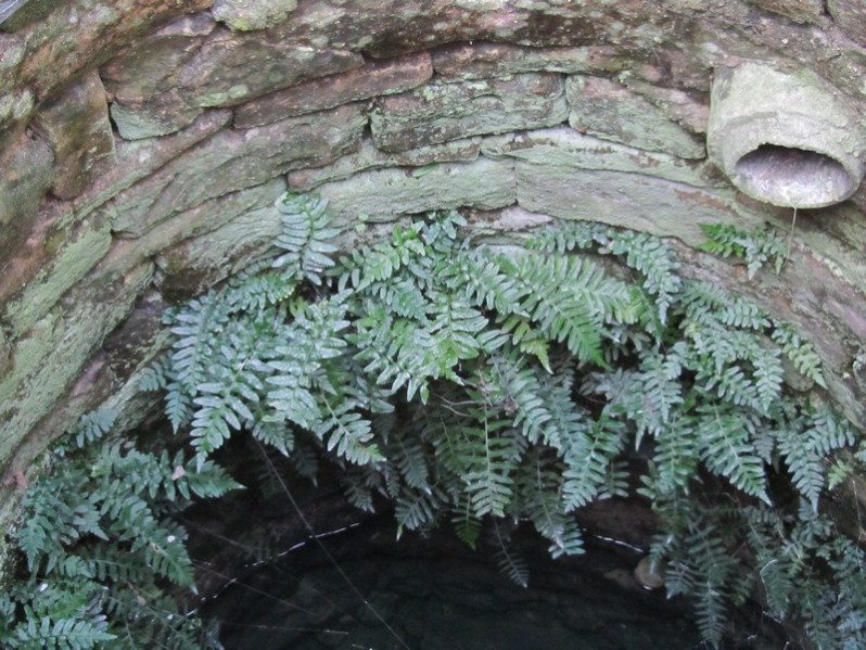 Asplenium marinum L., 1753