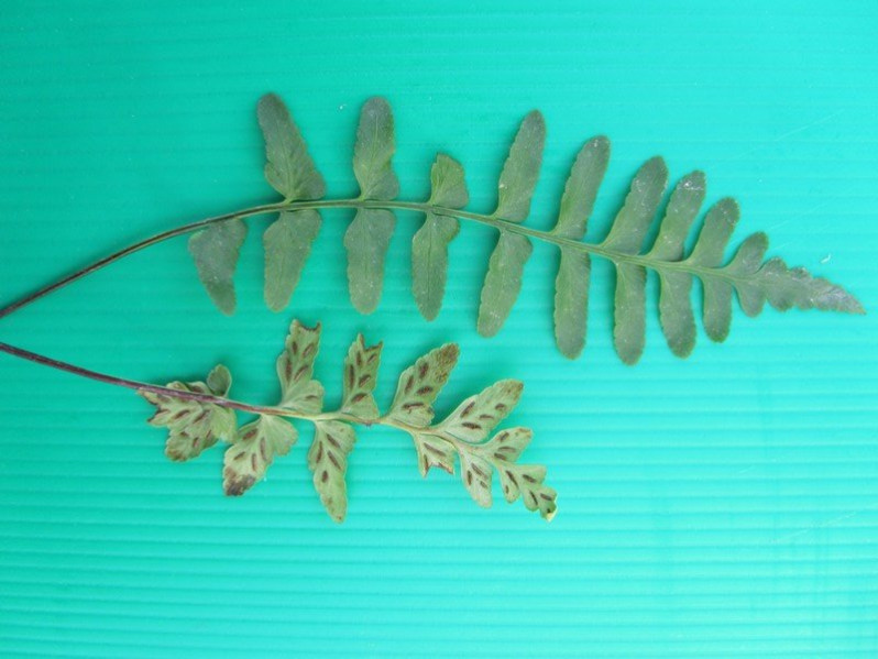Asplenium marinum L., 1753