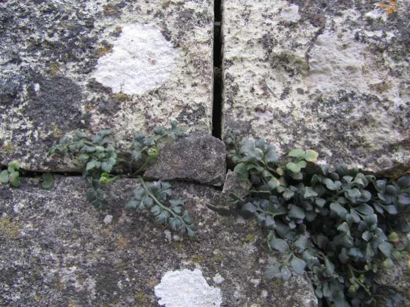 Asplenium ruta-muraria L., 1753