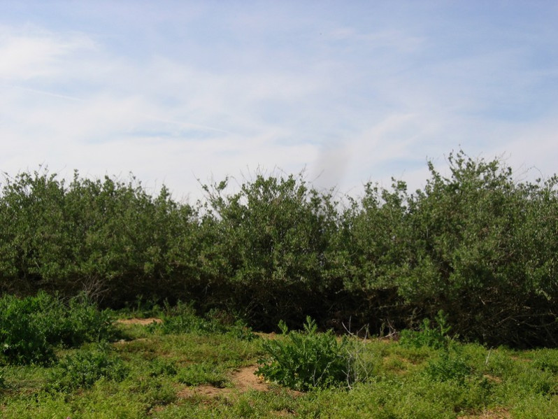 Atriplex halimus L., 1753