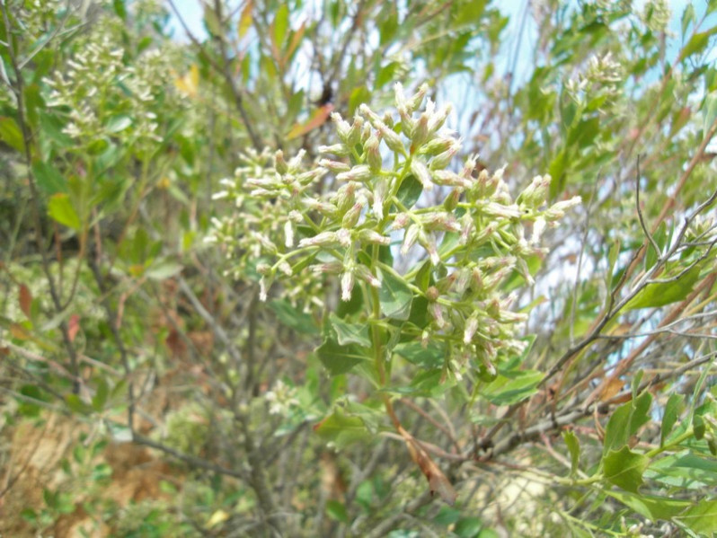 Baccharis halimifolia L., 1753