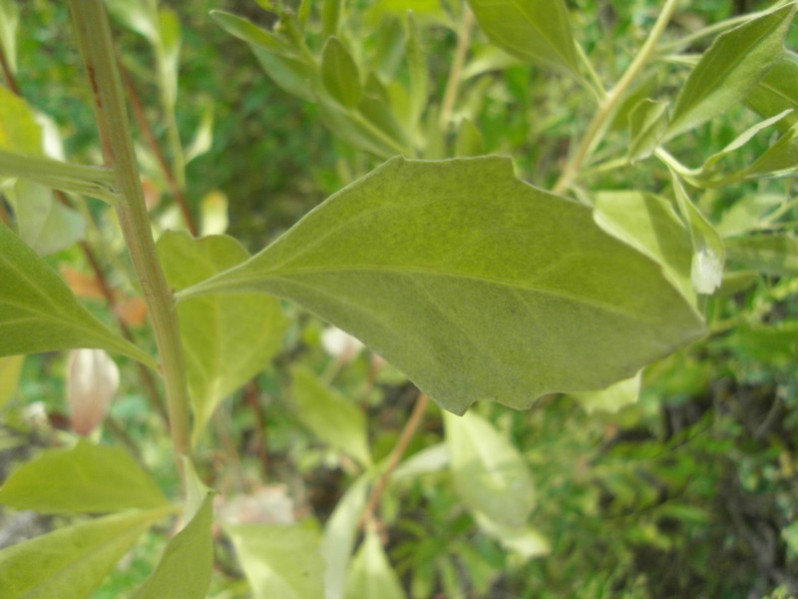 Baccharis halimifolia L., 1753