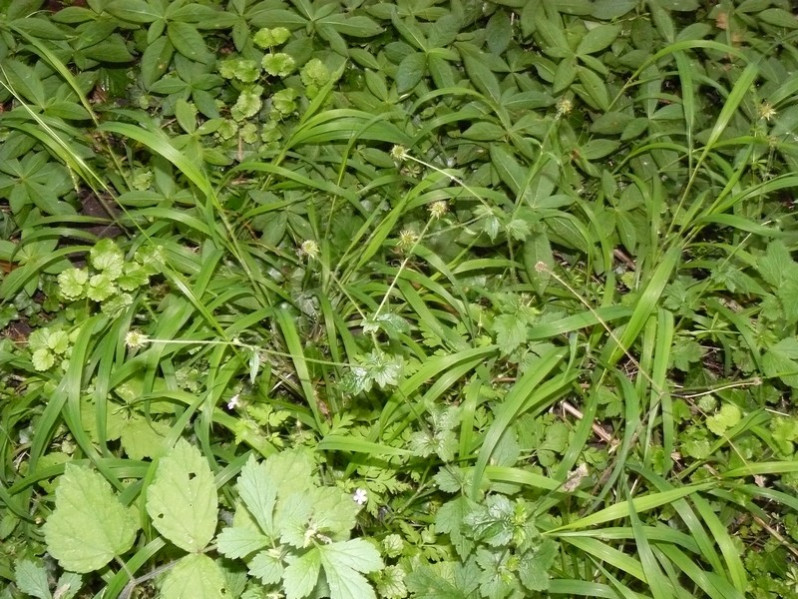 Geum urbanum L., 1753