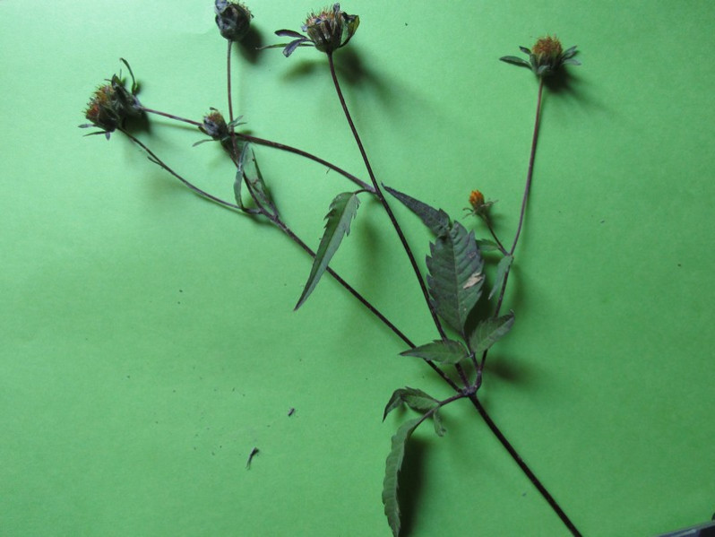 Bidens frondosa L., 1753