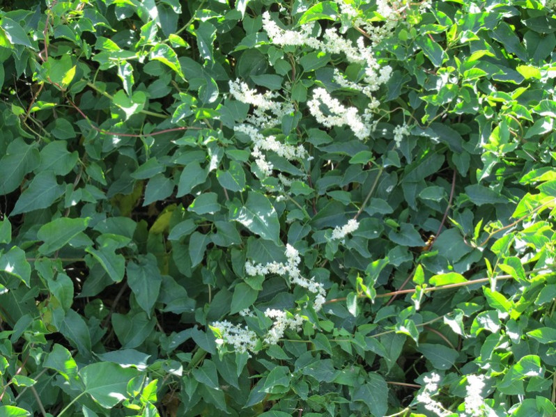 Fallopia baldschuanica (Regel) Holub, 1971