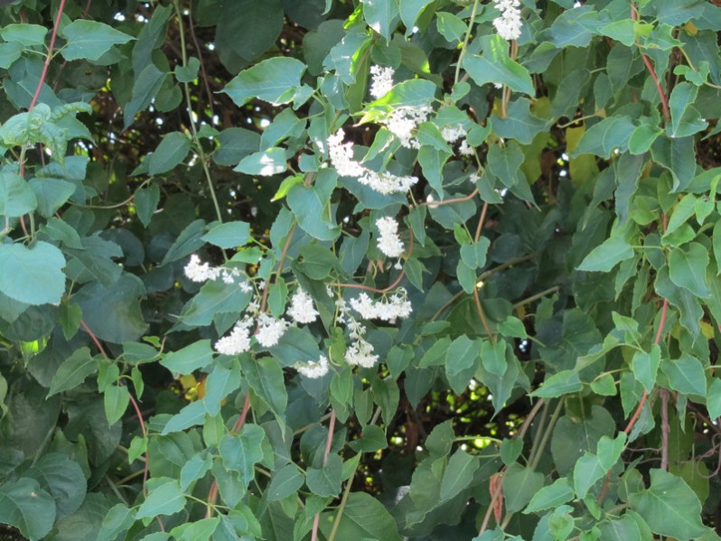 Fallopia baldschuanica (Regel) Holub, 1971