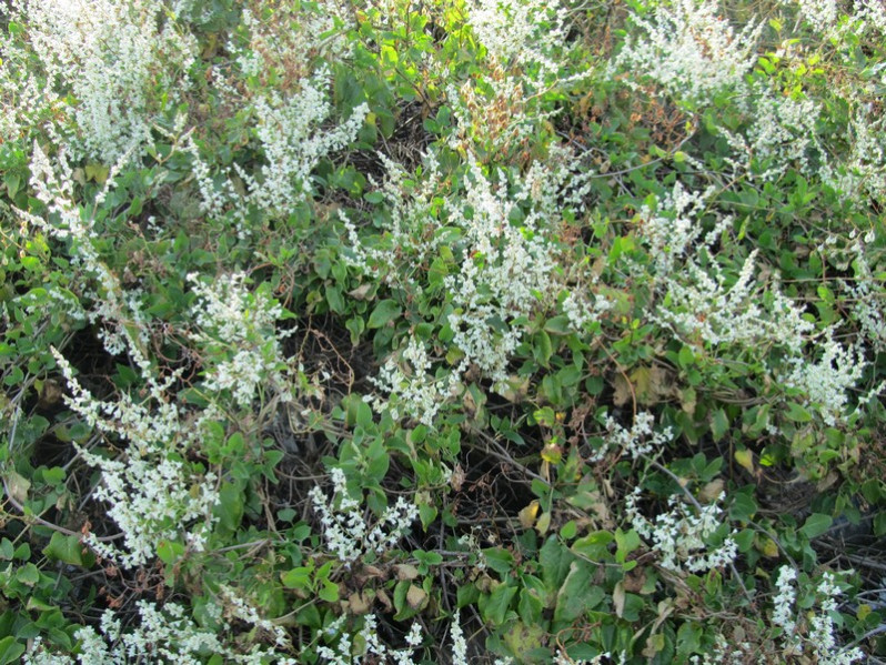 Fallopia baldschuanica (Regel) Holub, 1971