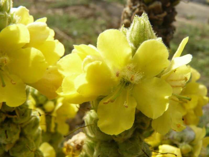 Verbascum thapsus L., 1753 subsp. thapsus