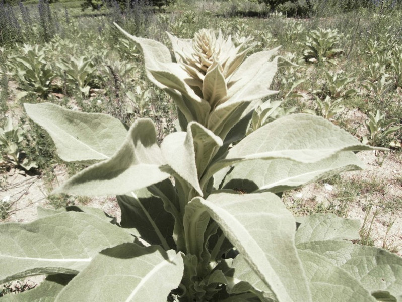 Verbascum thapsus L., 1753 subsp. thapsus