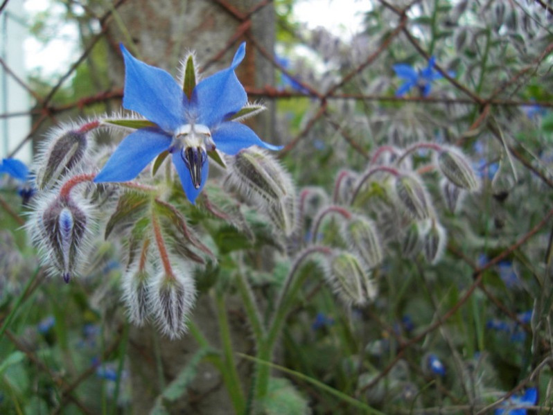 Borago officinalis L., 1753