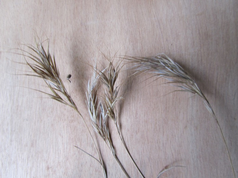 Anisantha madritensis (L.) Nevski, 1934
