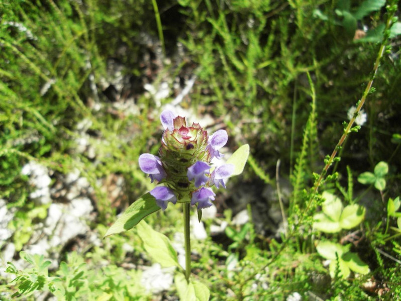 Prunella vulgaris L., 1753