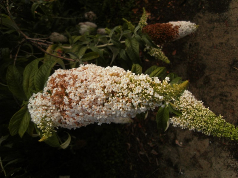 Buddleja davidii Franch., 1887
