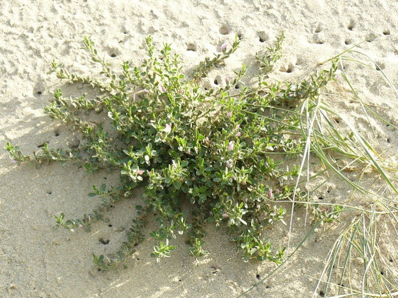 Ononis spinosa subsp. procurrens (Wallr.) Briq., 1913